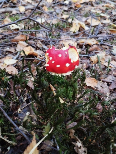 Fly Agaric