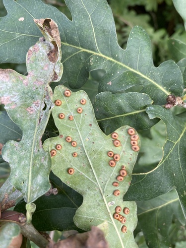 Silk-Button Spangle Gall Wasp