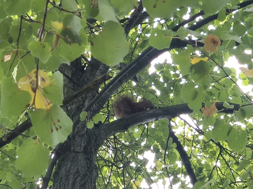 Eurasian Red Squirrel