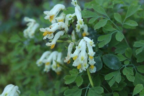 Pale Corydalis