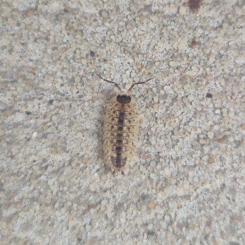 Brickwork Woodlouse