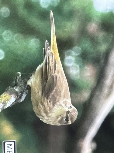 Palm Warbler