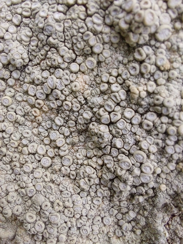 Crawfish Lichen