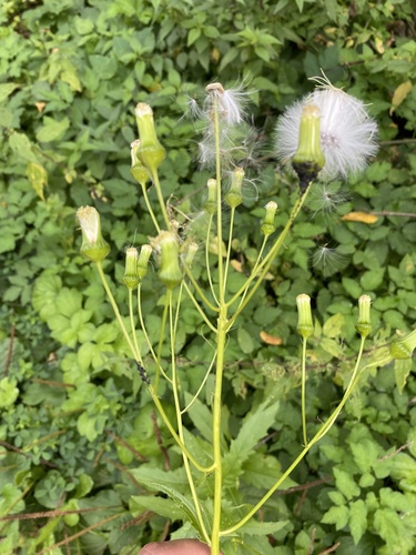 American burnweed