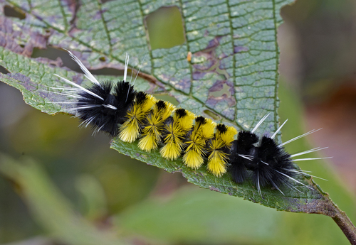 Spotted Tussock Moth