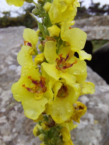 Dark Mullein
