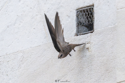 Pallid Swift
