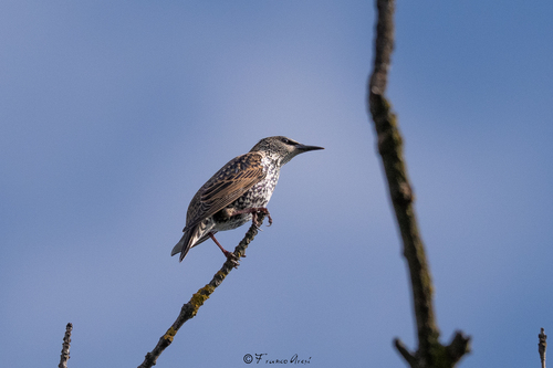 European Starling