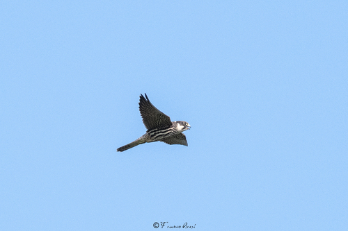 Eurasian Hobby