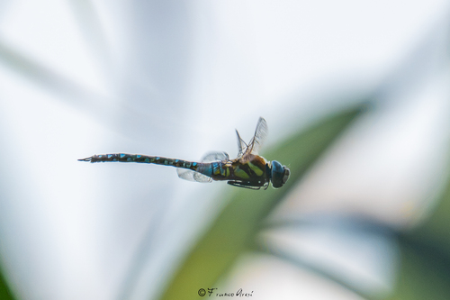 Migrant Hawker