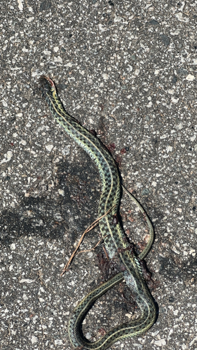 Common Garter Snake