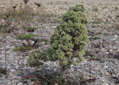 blueweed gall mite