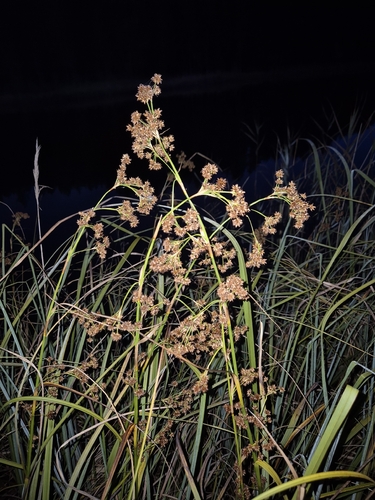 Swamp Sawgrass