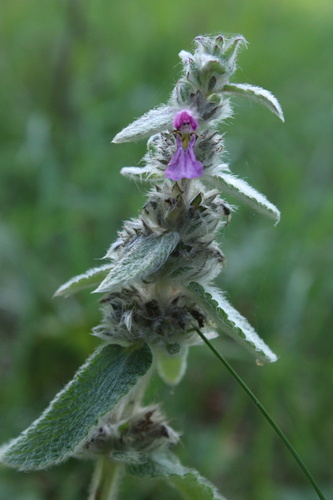 Downy Woundwort