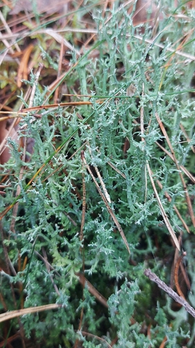 many-forked cladonia
