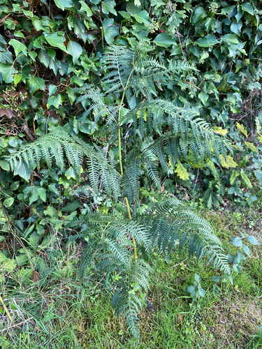 common bracken