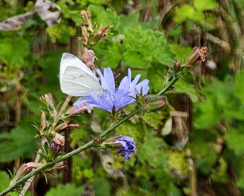 Small White