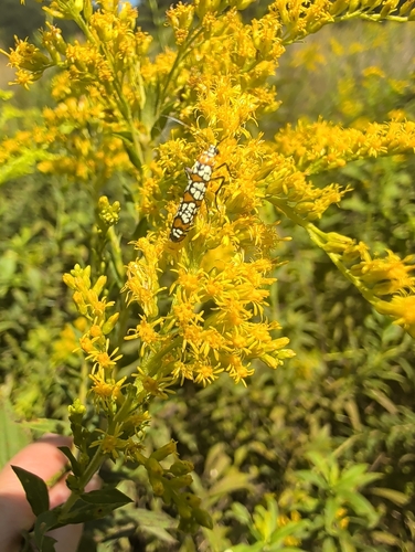 Ailanthus Webworm Moth