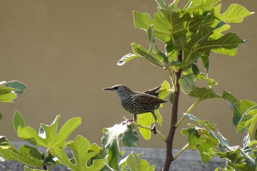 European Starling