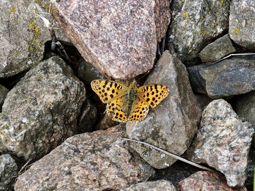 Queen of Spain Fritillary