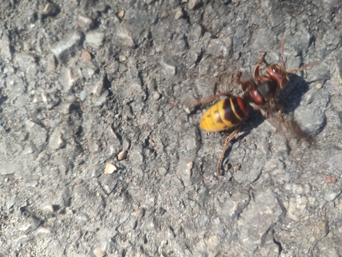 European Hornet