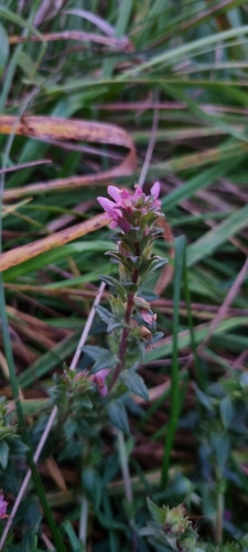 Red Odontites