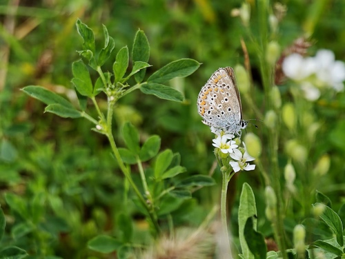 Common Blue