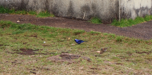 Diademed Tanager