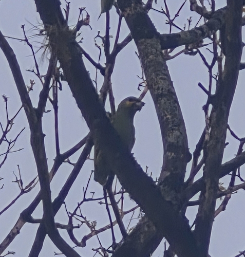 Orange-winged Amazon