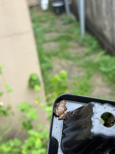 Greenhouse Frog