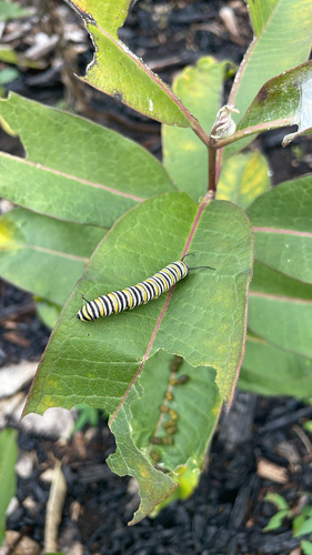 Monarch