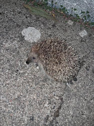 Common Hedgehog