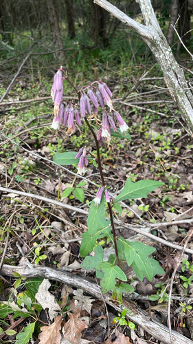 white rattlesnake root