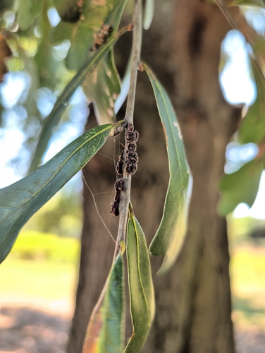 Kokkocynips difficilis