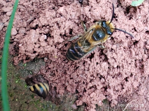 Ivy Cellophane Bee