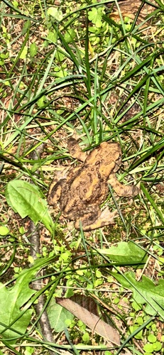 European Toad