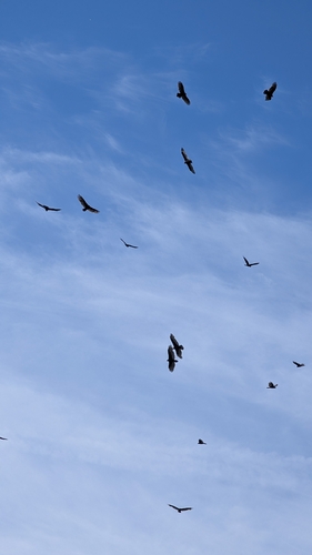 Turkey Vulture