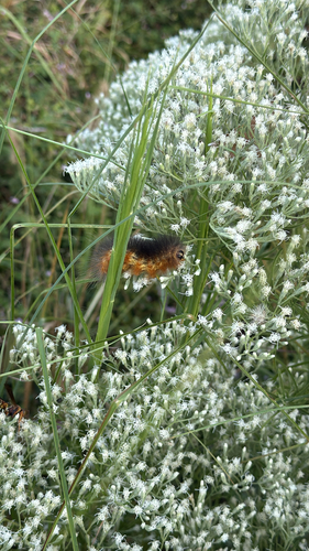 Salt Marsh Moth