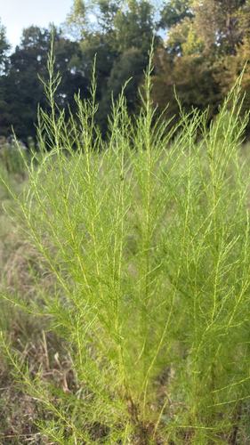 dogfennel