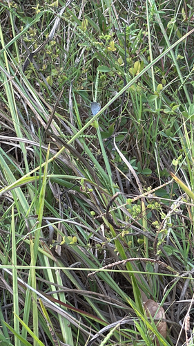 Eastern Tailed-Blue