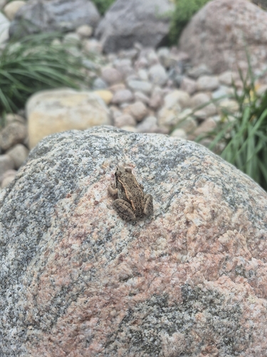 Wood Frog