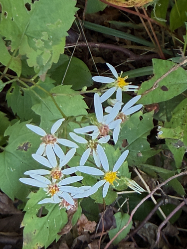 White Wood Aster