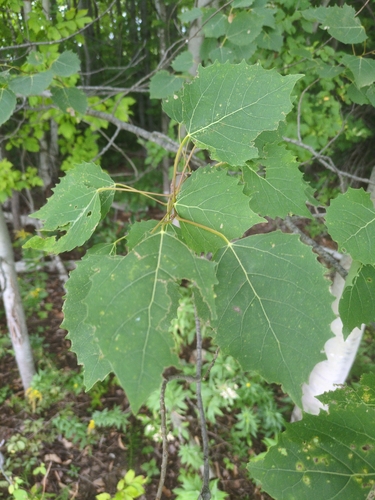 bigtooth aspen