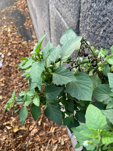 black nightshade