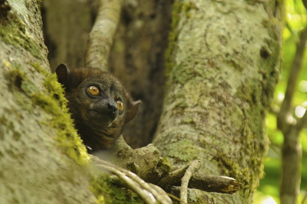 Small-toothed Sportive Lemur