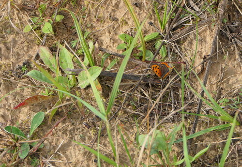 Small Copper