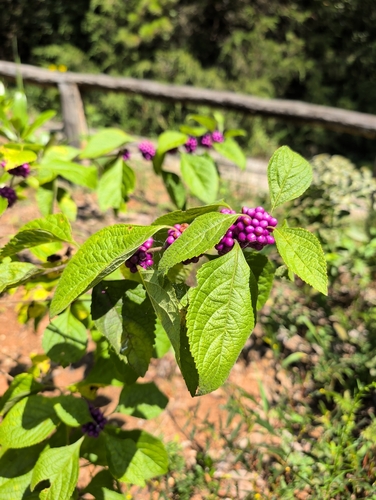 American beautyberry