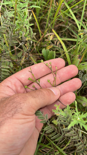 Grooved Yellow Flax