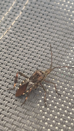 Western Conifer Seed Bug