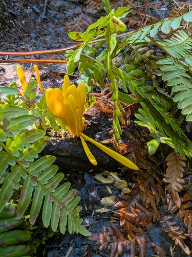 Golden Spindles